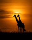 Vertical of a silhouette of two giraffes standing in a field at sunset Royalty Free Stock Photo