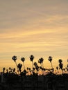 Vertical silhouettes of palms at sunset in Los Angeles, California, USA
