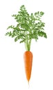 Vertical single carrot with green top isolated on white