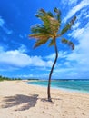 Vertical of single palm tree on sandy white beach against blue tropical ocean and blue sky Royalty Free Stock Photo