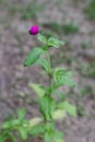 Vertical single Red Clover with shallow depth of field on natural light.