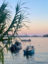 Vertical of small anchored boats on the calm sea waves captured behind a tree in the evening Royalty Free Stock Photo