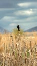 Vertical Small black bird perched on top of brown grass growing by a lake on a sunny day