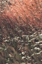 Vertical of small, white flowers in a pinkish needlegrass field during the windy weather Royalty Free Stock Photo