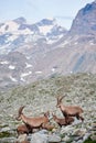 Alpine goats ibex in their natural habitat, high in the rocky mountains Royalty Free Stock Photo