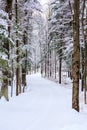 Vertical Snowy Drive Way Royalty Free Stock Photo