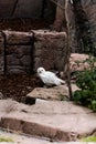 Vertical of a snowy owl in the zoo. Royalty Free Stock Photo