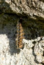 Vertical sot of a hairy caterpillar about to pupate hanging from a rock Royalty Free Stock Photo