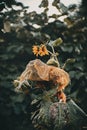 Vertical of a spoilt sunflower with damaged leaves in a garden