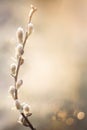 Vertical Spring Template With pussy willow branch Royalty Free Stock Photo