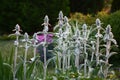 Vertical stachys.