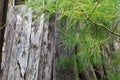 Vertical Stack of Aged Boards