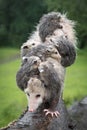 Vertical Stack of Virginia Opossum Didelphis virginiana and Rain Soaked Joeys Summer