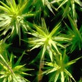 Vertical stacked close up of star moss, Sagina subulata, in forest, ultra macro