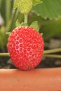 Vertical strawberries growing inside pot two berries Royalty Free Stock Photo