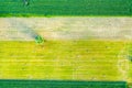 Vertical stripes of agricultural parcels of different crops. Aerial view shoot from drone directly above field Royalty Free Stock Photo