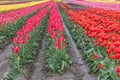 Vertical stripes of tulip rows of varying colors gowing