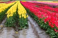 Vertical stripes of tulip rows of varying colors gowing