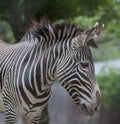 Vertical Stripes of a Zebra at the National Zoo Royalty Free Stock Photo