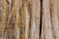 Vertical stripped of tree trunk Royalty Free Stock Photo