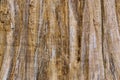 Vertical stripped of tree trunk Royalty Free Stock Photo