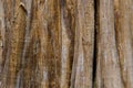 Vertical stripped of tree trunk Royalty Free Stock Photo