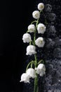 Vertical Stylish Lily of the valley flower with water drops on a black glossy background Royalty Free Stock Photo