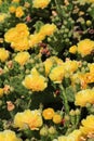 Vertical Succulent cacti with yellow blossoms close Royalty Free Stock Photo