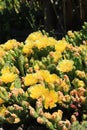 Vertical Succulent cacti with yellow blossoms close Royalty Free Stock Photo