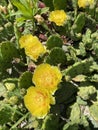 Vertical Succulent cactus with yellow blossoms top view Royalty Free Stock Photo