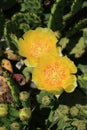 Vertical Succulent cactus with yellow blossoms top view Royalty Free Stock Photo