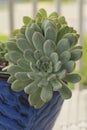 Vertical Succulent close up in a pot Royalty Free Stock Photo