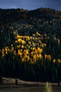 Vertical sunlight shining on a bright patch of golden fall aspens, dark pine forest on a ridgeline