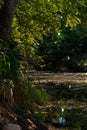 Vertical sunlit pond view with palma abanicos growing near