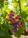 Vertical sunny background with a bunch of red grapes hanging on a branch. Berries shine in the bright sun. Royalty Free Stock Photo