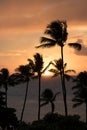 Vertical Sunset with Sun on Ocean Horizon and Palm Trees Silhouette Royalty Free Stock Photo