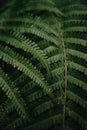 Vertical super close up of the texture of some fern leaves on dark and green tones during a rainy day