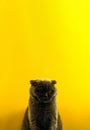 Vertical symmetrical portrait of a Scottish fold cat on a yellow blank background, copy space, place for text