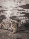 Vertical of a tabby cat, Felis catus sitting beside a rock outdoors Royalty Free Stock Photo