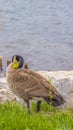 Vertical tall Brown duck standing on the grassy and rocky shore of a rippling lake