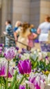 Vertical tall frame Tulips with white and purple petals flourishing under sunlight in spring