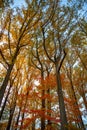 Vertical tall majestic autumn trees colorful foliage long branches Royalty Free Stock Photo