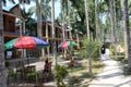 Betel nut trees at Havelock Island