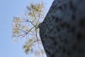 Vertical, tall tree trunk with bark centered among other spring time tree tops against a blue sky background