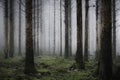 Vertical of the tall trees in the misty and creepy forest Royalty Free Stock Photo