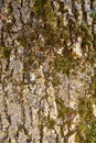 Vertical texture background of brown tree bark with green moss Royalty Free Stock Photo