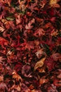 Vertical Texture Shot of Deep Red Autumn Maple Leaves on the Forest Floor Royalty Free Stock Photo