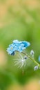 Vertical thin Dandelion seeds. raindrops and dew.forget me not.forget-me-not macro. Violet blue blur background. Summer Royalty Free Stock Photo