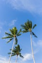 Vertical of three coconut palm trees agains a blue sky with white cloud. Royalty Free Stock Photo