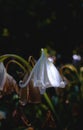 Vertical of the tilted heads of white Lilies captured under shade, floral background